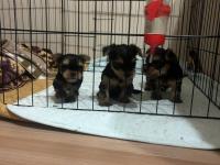 A Kalite Yorkshire Terrier Bebekler