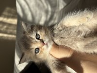 En Özel Renk British Shorthair