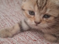Kırçıllı Dişi British Shorthair Yavru