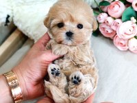 Teddy Bear Kore Kaniı Toy Poodle Yavrulariımız