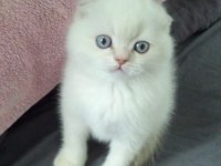 Bayram Şekerleri Kediler (Redpoint Ve Golden Point)