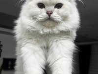 Beyaz British Longhair