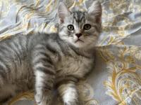 Minik Yavru British Kediler