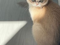 British Longhair Gerçek Saf Kan Golden