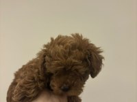 Toy Poodle Kore Yavrumuz Satılıktır