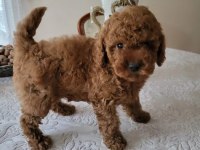 A Kalite Kıvır Kıvır Poodle Yavrularımız