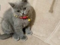 Yavru Kedilerin Mama Tuvalet Eğitimi Verildi