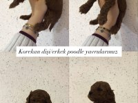 Kore Kan Toy Poodle