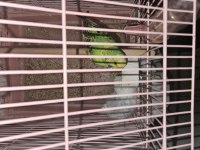 Damızlık Çift Muhabbet Kuşu (Malzemeler Dahil)