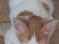 Sarı Ve Kardeşleri Kediler