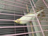 Evcil Sultan Papağanı Kendini Sevdirir