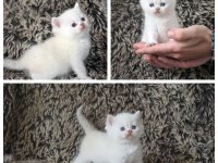 Anne ve baba şecereli british longhair kediler