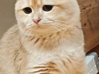 Bademim Ücretli Sahiplendirilecek Kedimiz