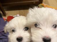 Karbeyaz Maltese Terrier Bebekler
