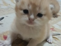 Şampiyon Kan Hattın Ny11 Ve Ny12 Golden British Çocukları