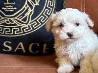 Son kalan safkan maltese yavrumuz - gaziantep