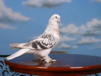 15 Adet Oyun Kuşu Sahiplendirilecek