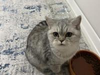 8 aylık kedime ücretsiz olacak