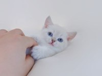 British Shorthair Kediler Sizlerle