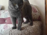 Safkan British Shorthair