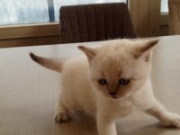 British shorthair bebeklerimiz yeni ailelerine hazırlar