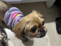 5 aylık dişi pekingesse