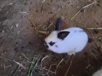 Kaliforniya Damalı Tavşan