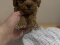 Sevimli Maltipoo Minik Köpekler