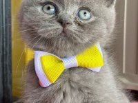 2 Aylık British Shorthair Kızımız