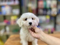 Pamuk Gibi Maltese Terrier Yavrumuz