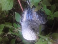 30 Günlük Yavru Muhabbet Kuşu Erkek