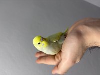 Renk Güzeli Yavru Muhabbet Kuşlar