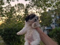 Güzeller Güzeli Dişi Shih Tzu