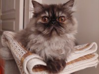 Safkan sıfır burun dişi iran kedisi