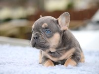 French bulldog köpekleri