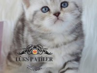 Asil silver british shorthair ns24