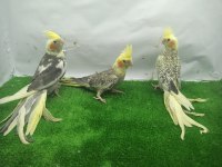 Eğitimli sultan papağanı yavruları