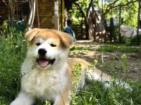 Muhteşem Safkan Japon Akita İnu Yavrular