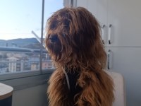 Aşıları Tam Kalbi Kocaman Maltipoo