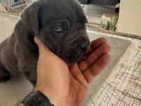 Blue Cane Corso Yavruları