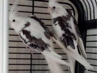 Ev üretimi wf heavy pied sultan papağanları