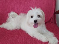 Oyuncu maltese kızımıza yuva