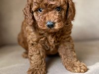 Toy Poodle Yavruları