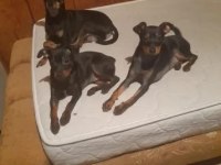 Mini boy pinscher yavrularımız
