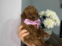Kore kan toy poodle