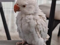 Çift Renk Mutasyon Pakistan Papağanı Yavru