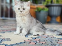 Acil Safkan British Shorthair Oğlumuz
