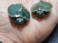 Bebek kaplumbağalar teslime hazır