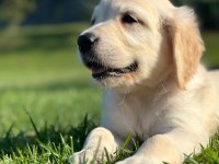%100 safkan golden retriever yavruları