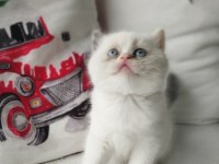 Tatlış Yavru Kedilerim Yeni Sahiplerini Heyecanla Bekliyor